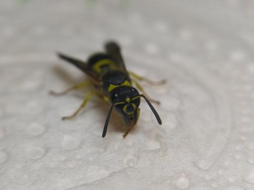 Ancistrocerus nigricornis