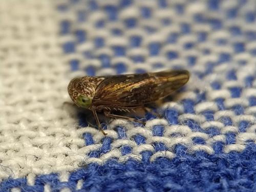Acericerus ribauti