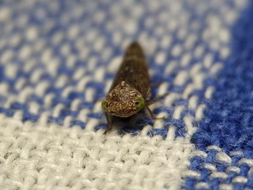 Réf. 335 660 : Acericerus ribauti