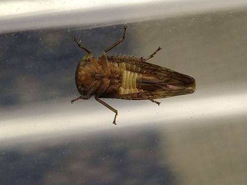 Réf. 335 662 : Acericerus ribauti