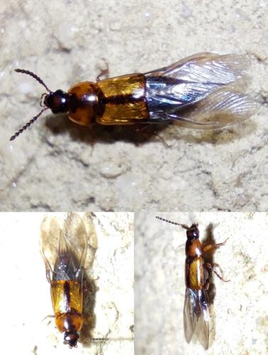 Réf. 335 986 : Tachinus subterraneus