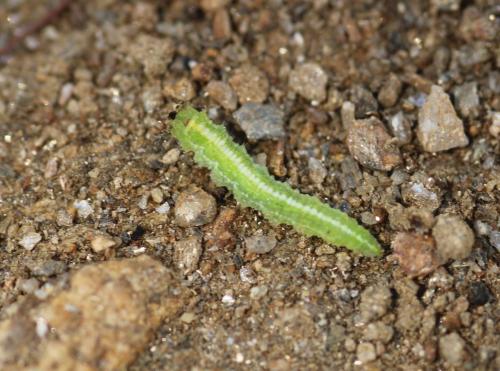 Scaeva sp.