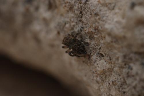 Pseudeuophrys sp.