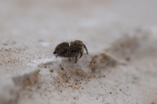 Pseudeuophrys sp.