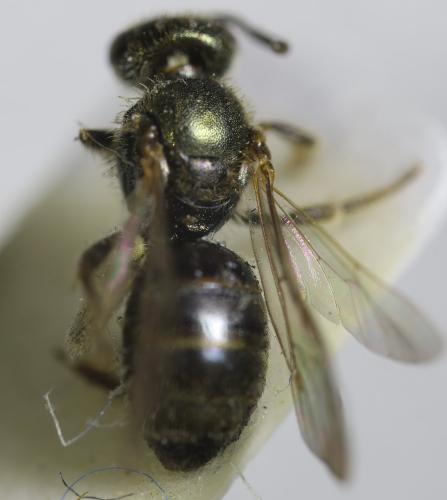 Réf. 335 033 : Lasioglossum sp.