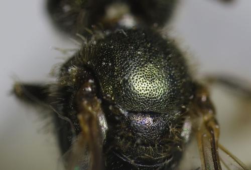Réf. 335 114 : Lasioglossum sp.