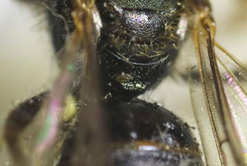 Réf. 335 030 : Lasioglossum sp.