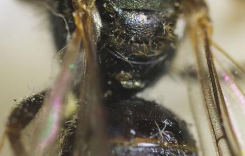 Réf. 335 031 : Lasioglossum sp.