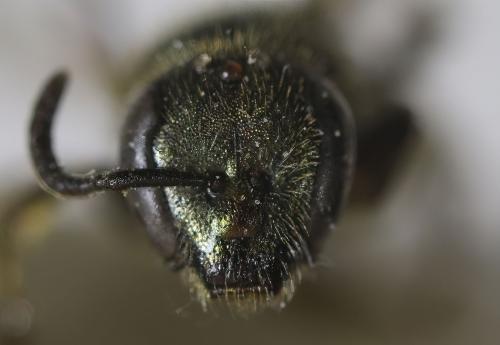 Réf. 335 032 : Lasioglossum sp.
