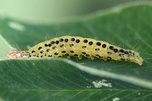 Réf. 335 236 : Udea olivalis
