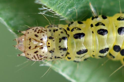 Réf. 335 238 : Udea olivalis
