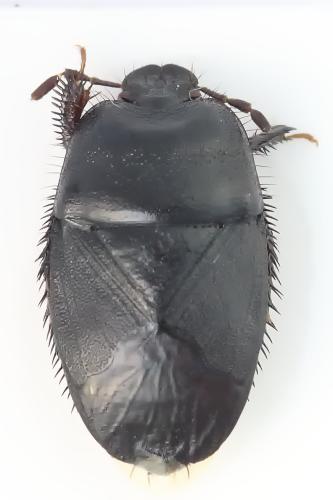 Réf. 335 373 : Cydnus aterrimus