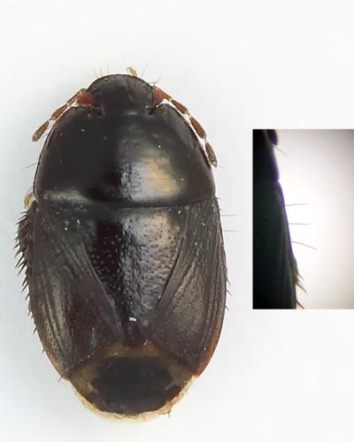 Geotomus punctulatus