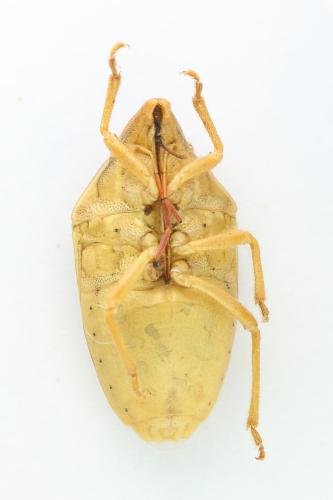 Réf. 335 479 : Aelia rostrata rostrata