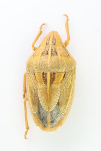 Réf. 335 477 : Aelia rostrata rostrata