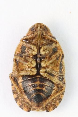 Réf. 335 562 : Sciocoris cursitans