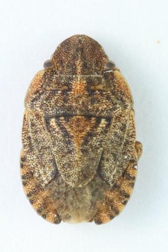 Réf. 335 561 : Sciocoris cursitans