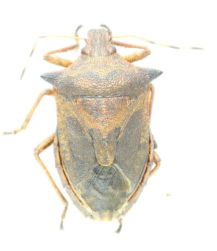 Picromerus nigridens