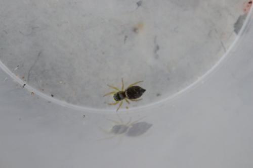 Heliophanus tribulosus