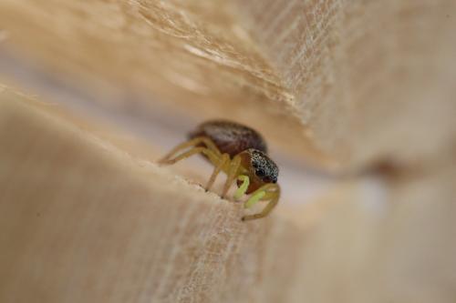 Heliophanus tribulosus