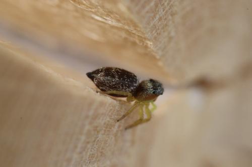 Heliophanus tribulosus
