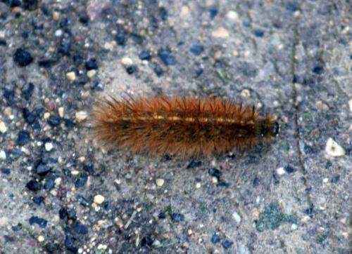 Phragmatobia fuliginosa