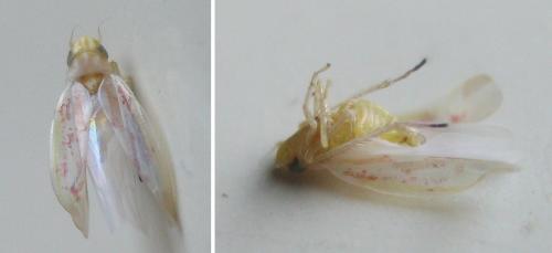 Zygina schneideri