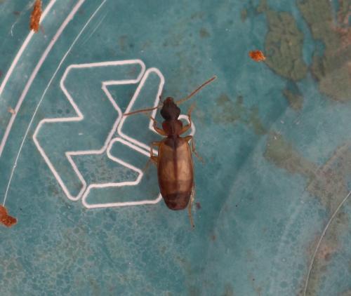 Philorhizus melanocephalus