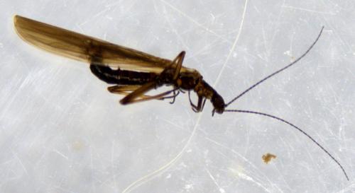 Réf. 335 201 : Leuctra fusca