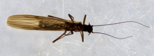 Réf. 335 200 : Leuctra fusca