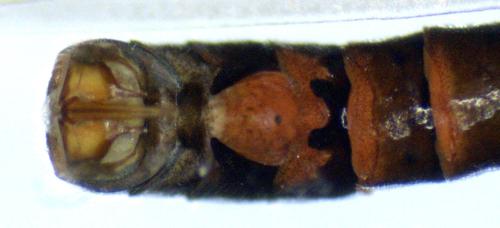 Leuctra fusca