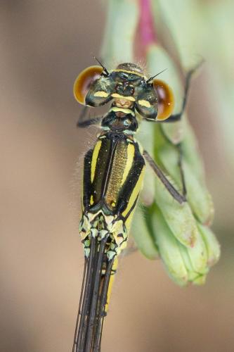 Réf. 335 182 : Erythromma sp.