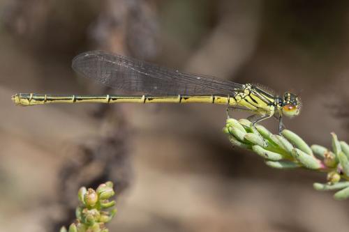 Réf. 335 181 : Erythromma sp.