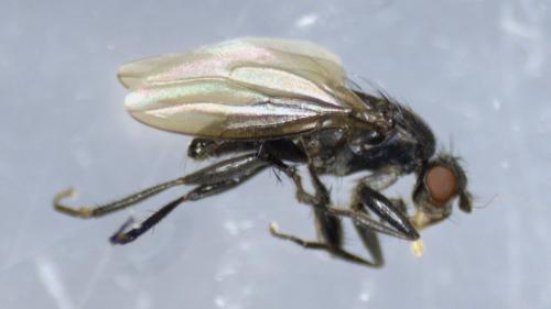 Limosina silvatica