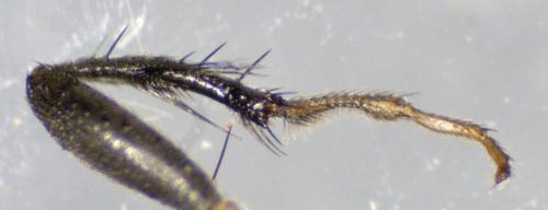 Limosina silvatica