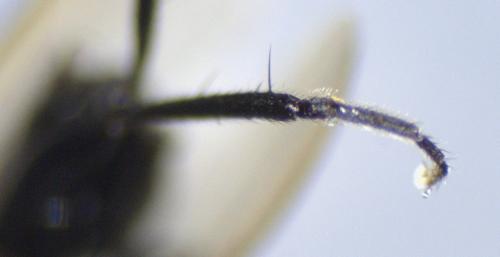 Limosina silvatica