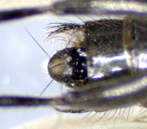 Limosina silvatica