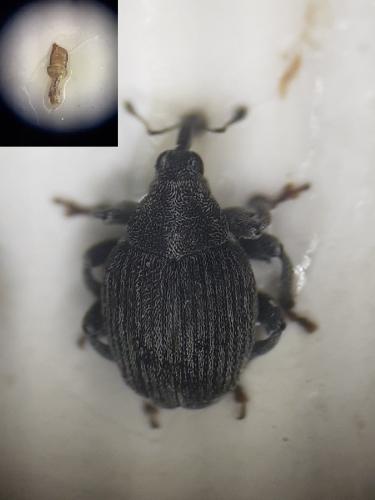 Mogulones borraginis