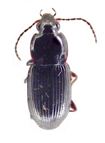 Réf. 335 875 : Pterostichus vernalis