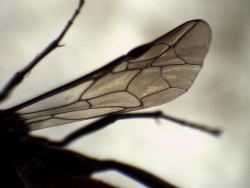 Réf. 335 674 : Macrophya annulata
