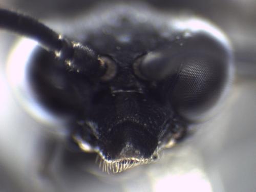 Macrophya annulata