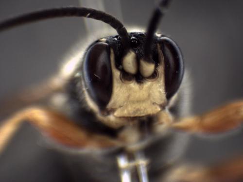 Coelichneumon rudis