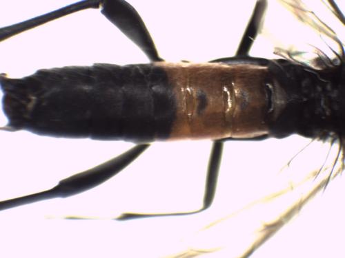 Réf. 335 675 : Macrophya annulata