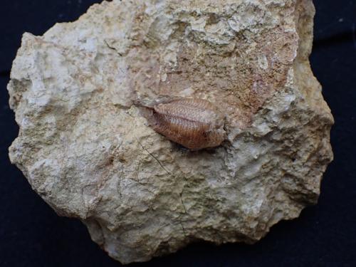Réf. 335 613 : Mantis religiosa