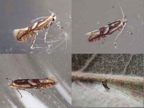 Réf. 335 729 : Phyllonorycter blancardella