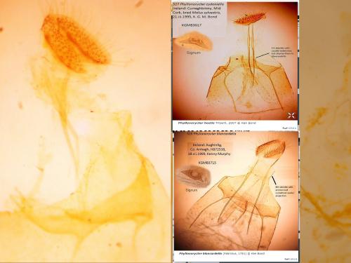 Phyllonorycter blancardella