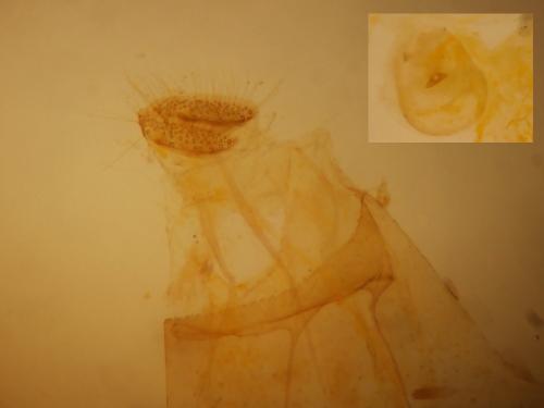 Réf. 335 731 : Phyllonorycter blancardella