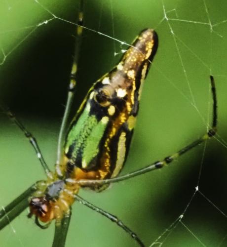 Leucauge decorata