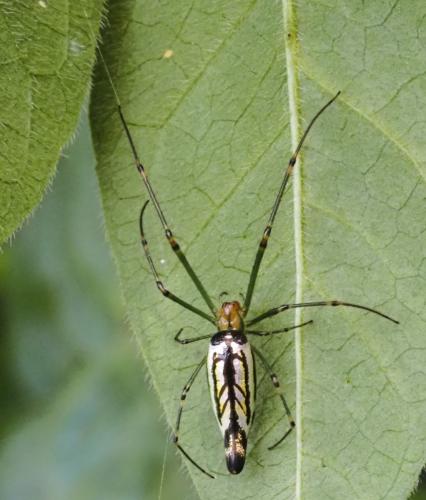 Réf. 335 718 : Leucauge decorata