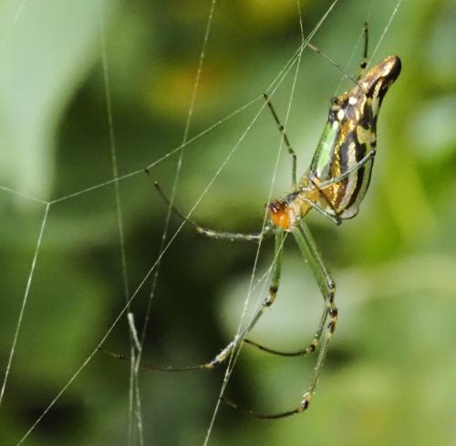 Leucauge decorata